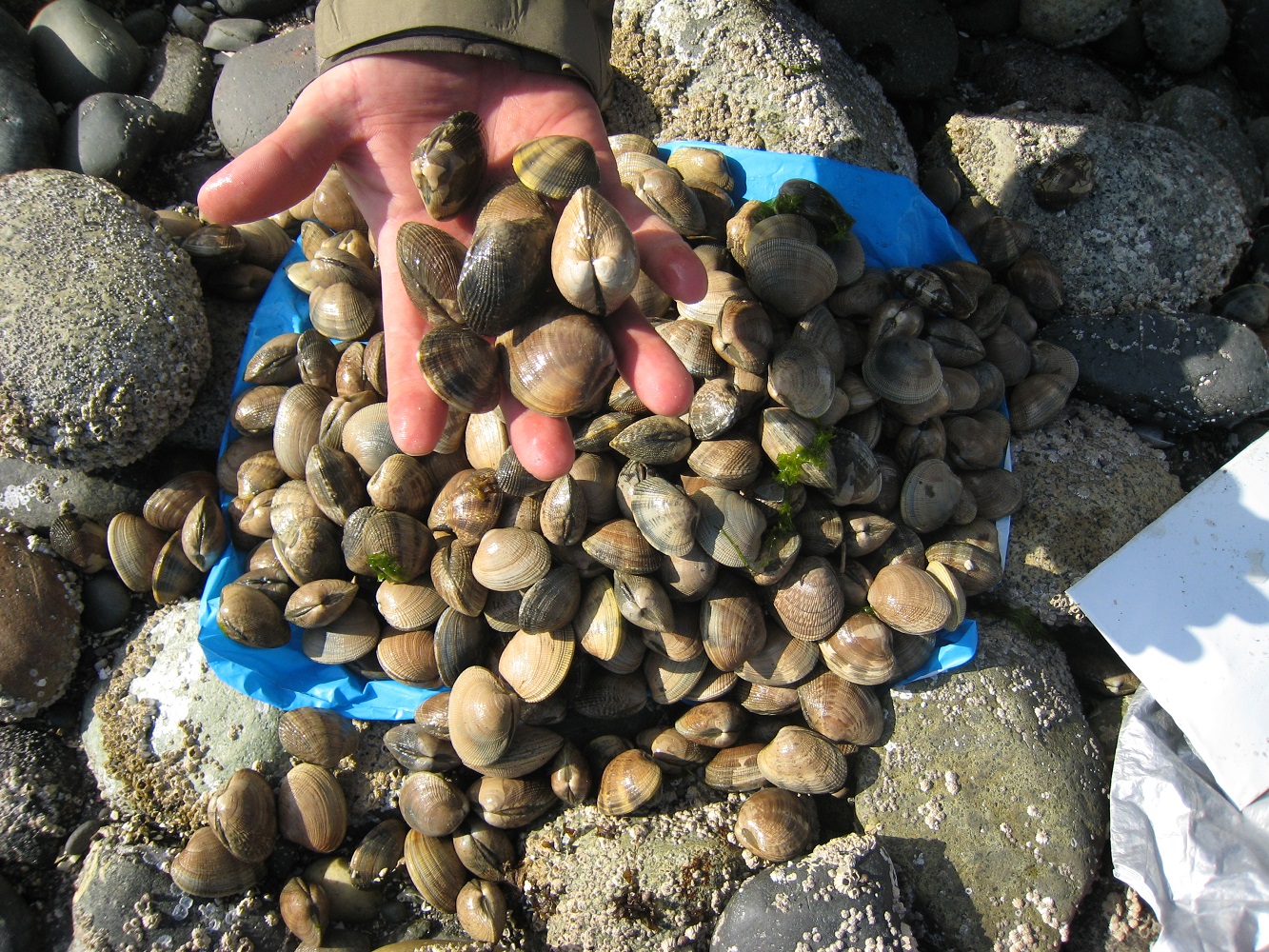 Paralytic Shellfish Poisoning